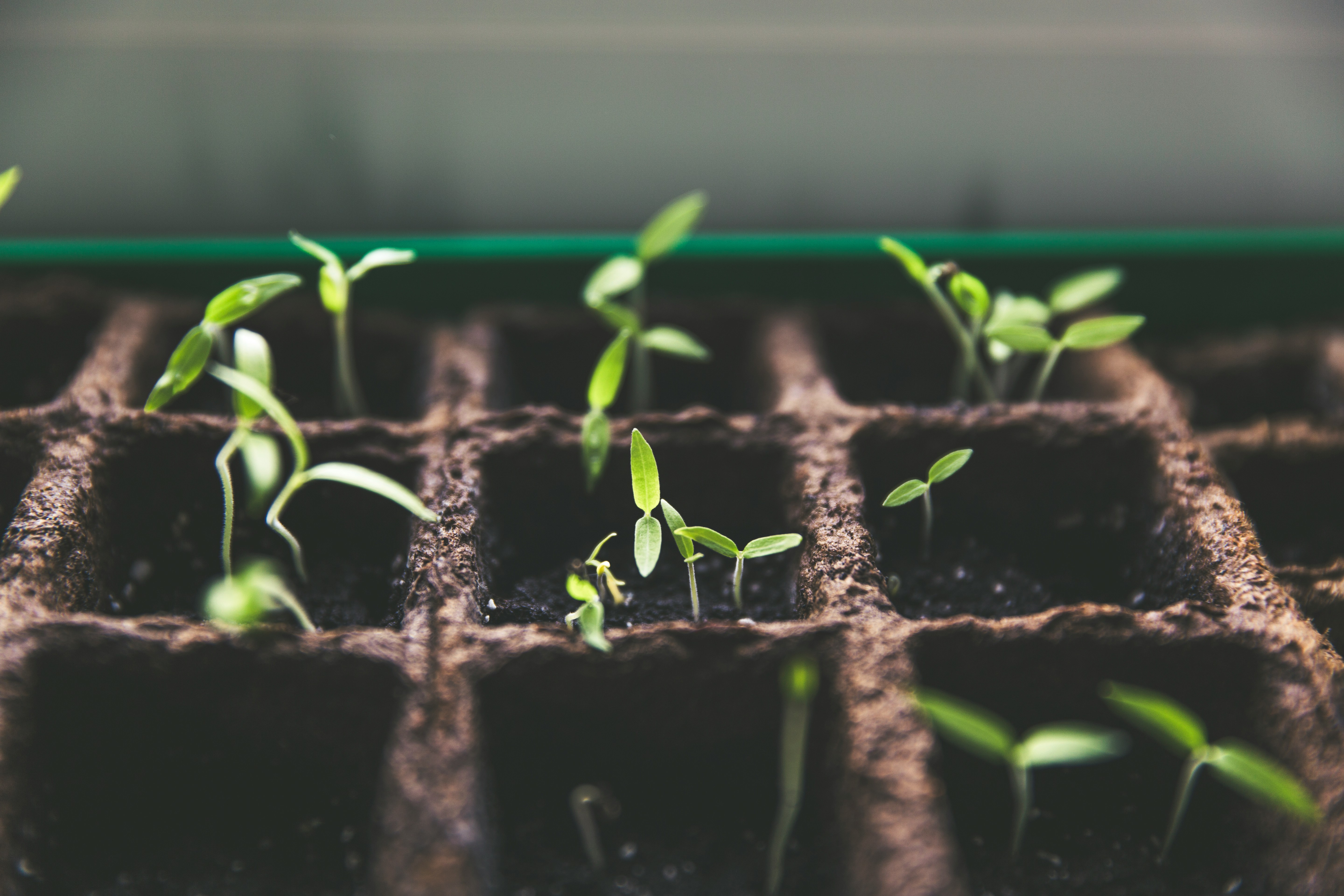 Plants